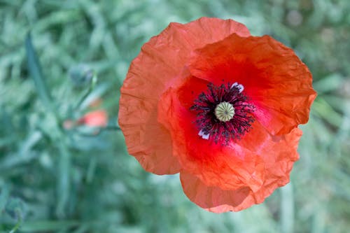 Close Up Shot of a Red Poppy Flower