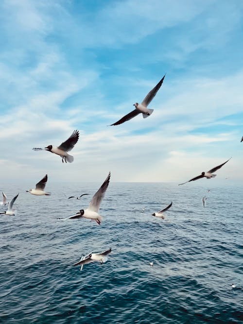 Free Flock of Birds Flying over the Sea Stock Photo