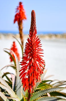 Close-up of aloe vera flowers under clear sky, showcasing vivid red hues in natural light.