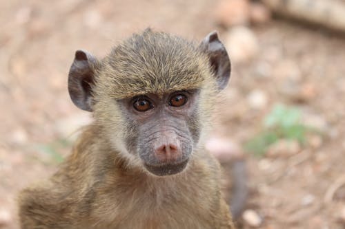 Photos gratuites de animal, babouin, chevelu