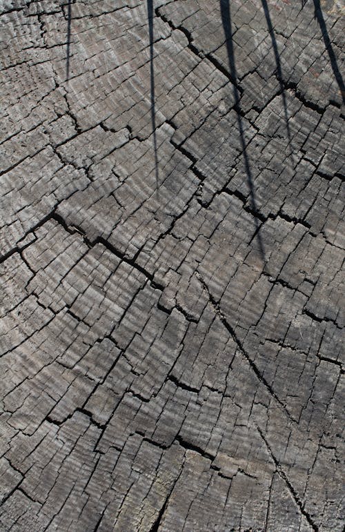 Darmowe zdjęcie z galerii z chropowaty, drewno, pęknięty