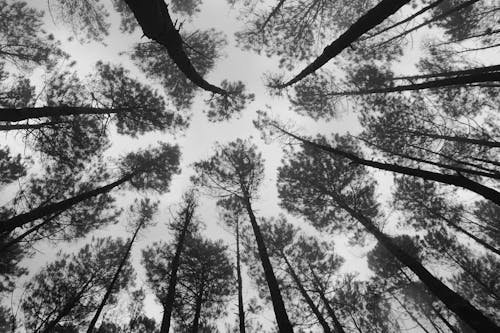 360 Degree Low Angle View of Trees in Forest