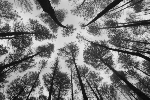 Black and white image capturing towering pine trees from a low angle perspective in a dense forest.