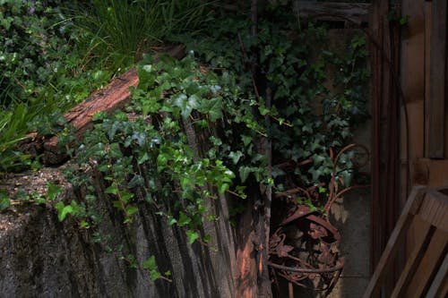 Foto d'estoc gratuïta de heura, jardí botànic, verd