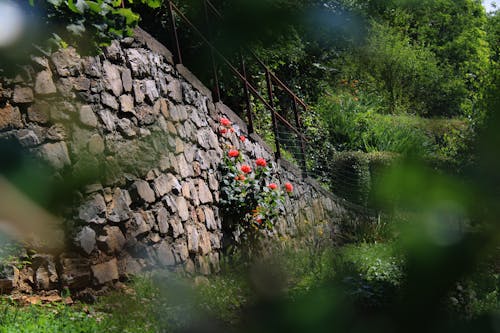 Foto d'estoc gratuïta de bella naturalesa, jardí botànic, rosa rosa