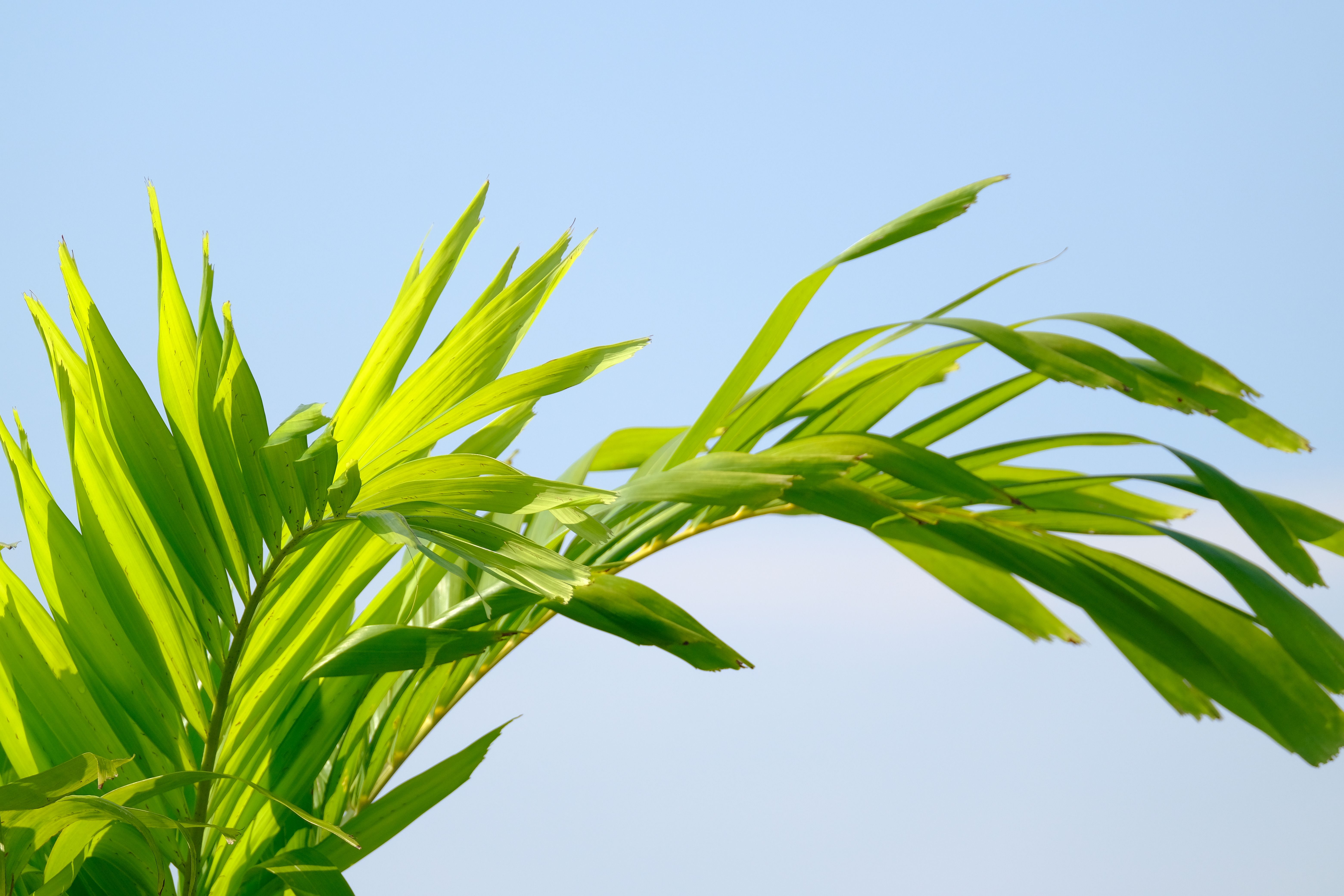 A close-up image of fresh green areca palm leaves with a clear blue sky background.