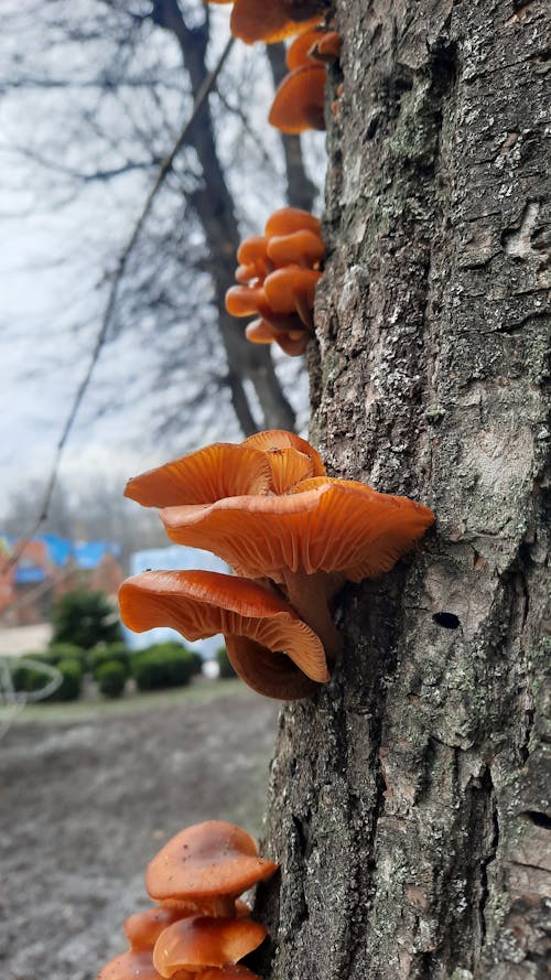 Free stock photo of city park, fungi, nature