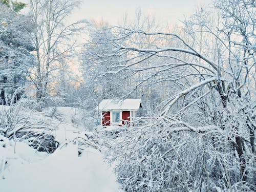 Shed in Forest in Winter