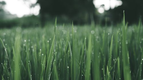 Free Close-up of morning dew on vibrant green grass, creating a refreshing and tranquil scene outdoors. Stock Photo