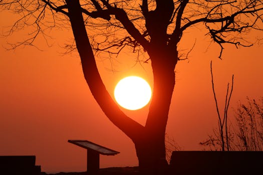 Majestic sunrise with silhouetted tree branches and orange sky creating a serene nature scene.