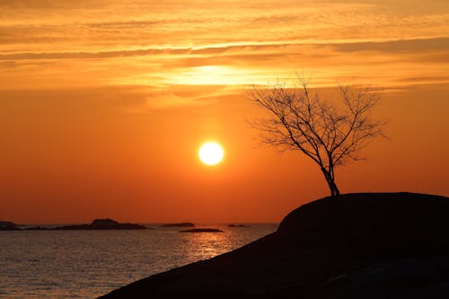 Sea and a Silhouette of a Tree on a Coast at Dusk 