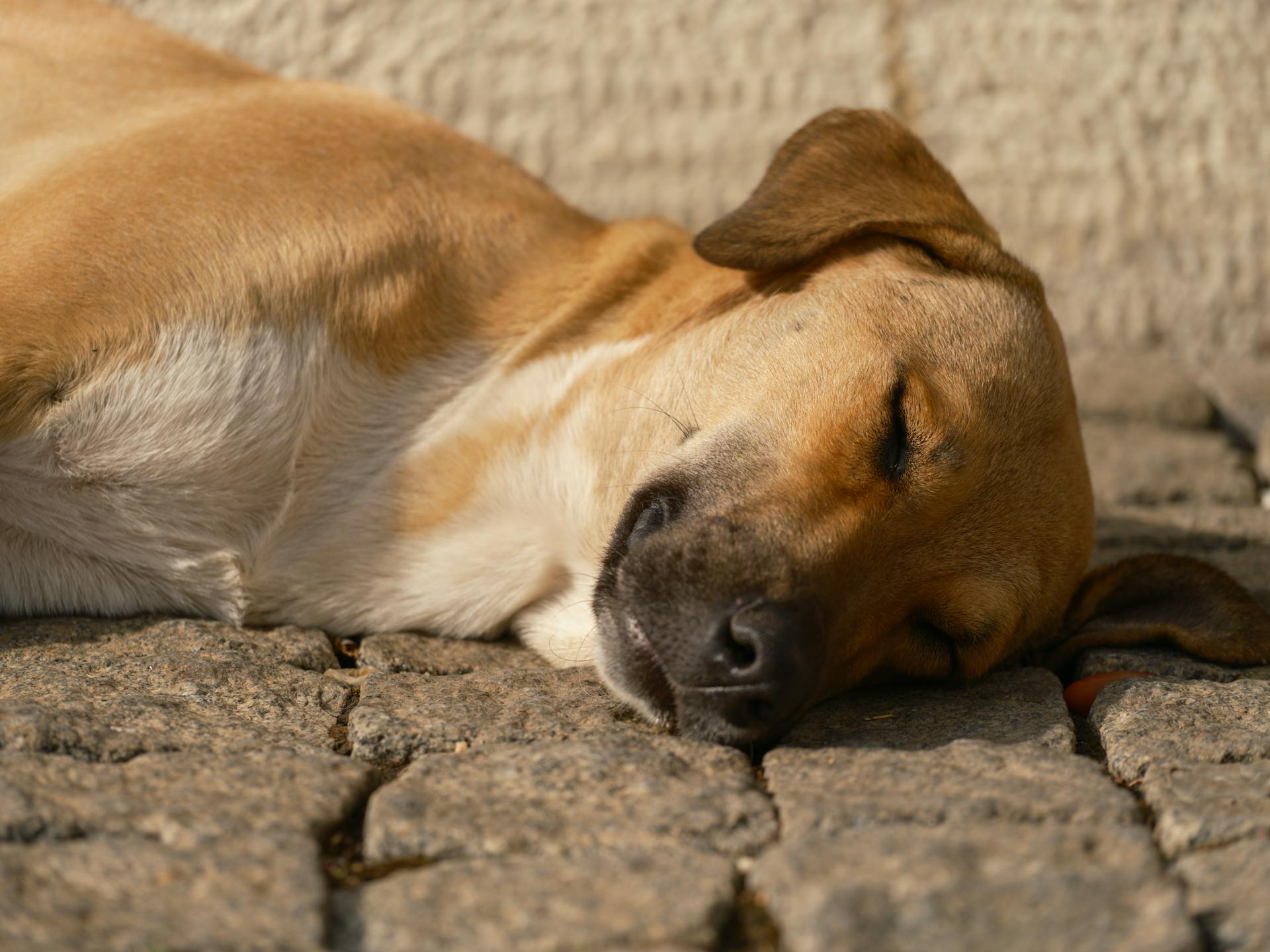 Brown Dog Lying on the Street