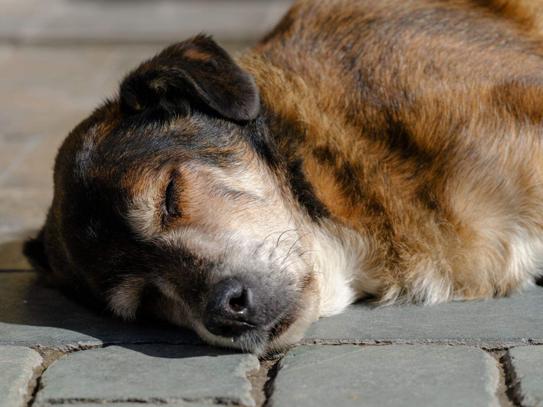 Close-up of a dog peacefully sleeping outdoors on a sunny day, showcasing its relaxed demeanor.