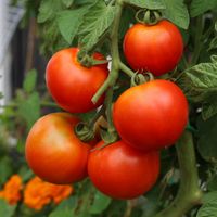 Ripe tomatoes on the vine — photo by Steve House on Pexels