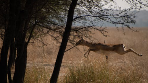 Fotobanka s bezplatnými fotkami na tému cervidae, divé zviera, divočina