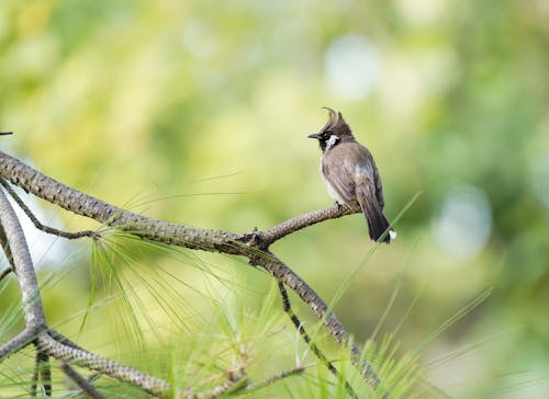 Ilmainen kuvapankkikuva tunnisteilla eläinkuvaus, himalayan bulbul, kyyhöttävä