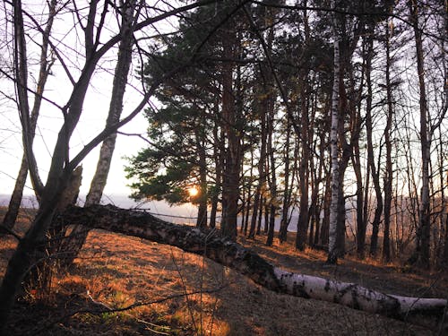 가을 숲, 가을의 나무, 아름다운 석양의 무료 스톡 사진