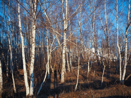 huş ağaçları, kış ormanı, Mavi gökyüzü içeren Ücretsiz stok fotoğraf