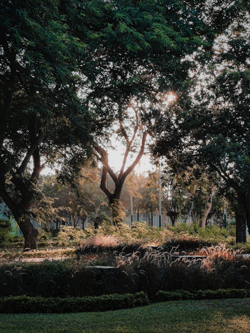 Trees and Flowers in Park