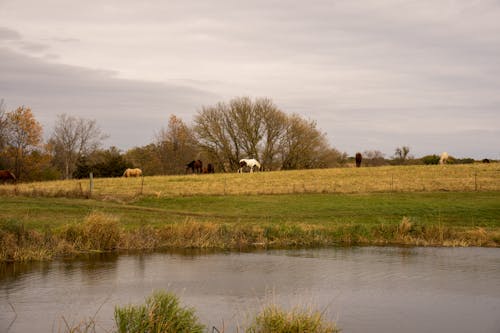 Horses on Grass Field Near a Lake