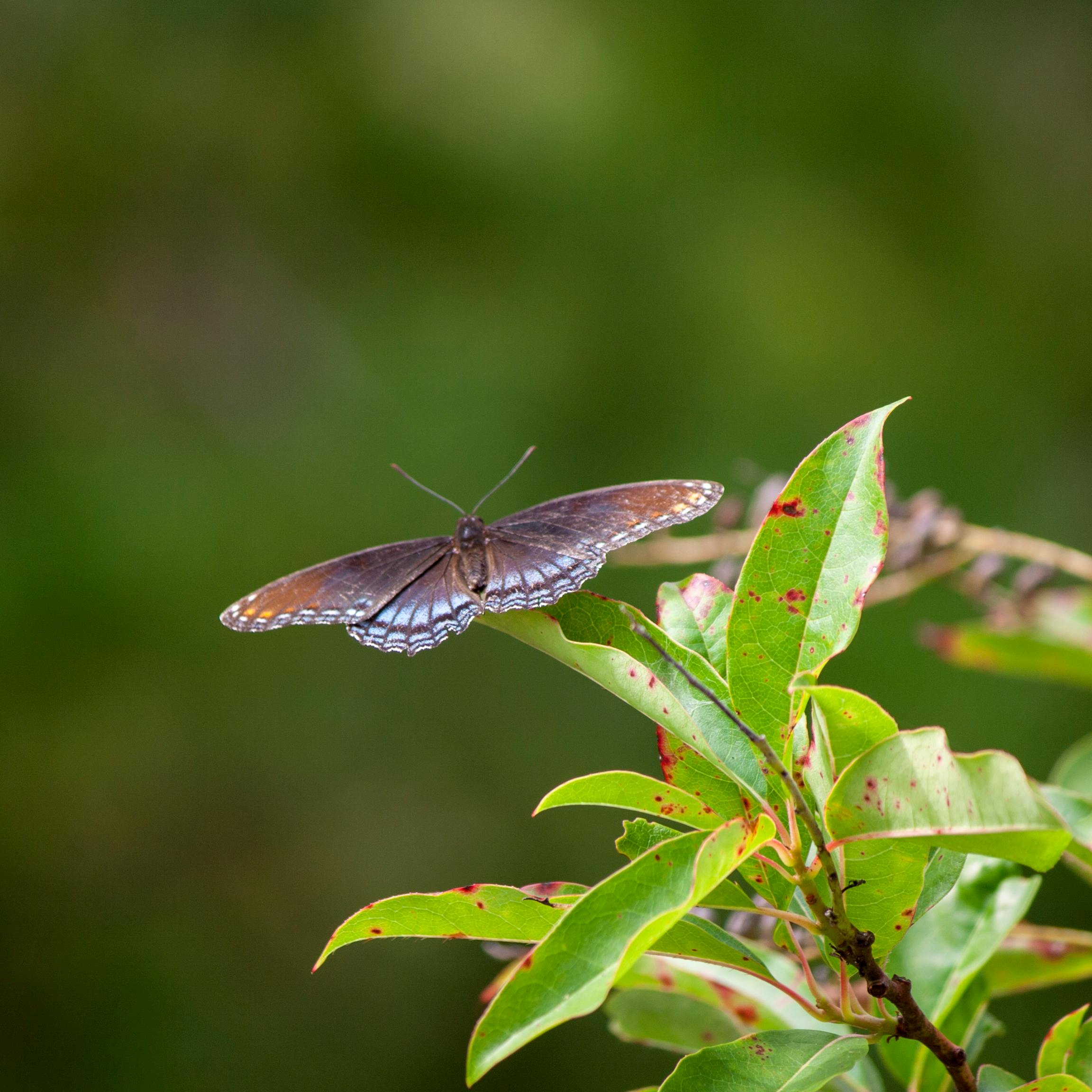 Free stock photo of blue butterfly, butterfly, insect