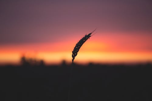 Gratis stockfoto met dageraad, fabriek, gras