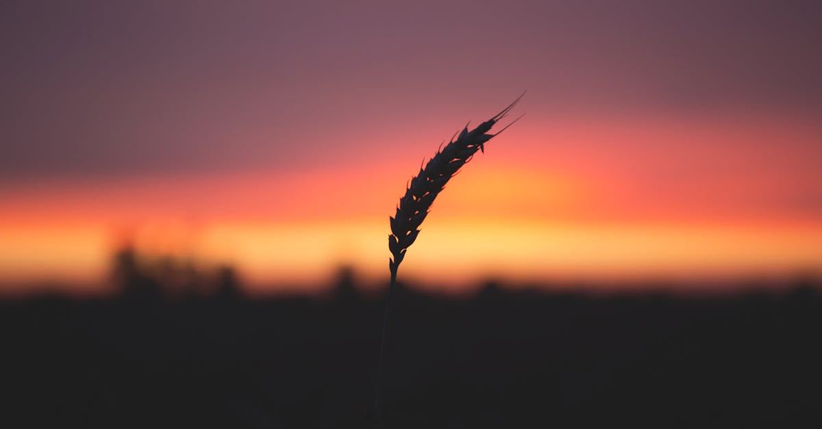 Grain Plant during Sunset