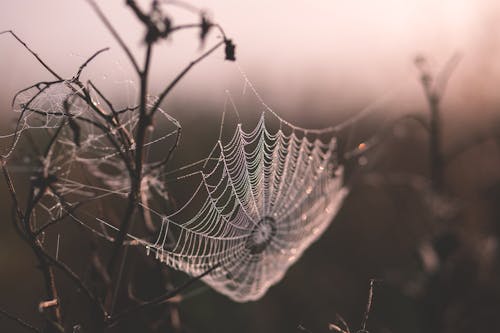 Shallow Focus of Spider Web