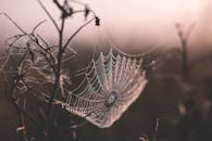 在一个有雾的领域，美丽的特写镜头展示了覆盖露珠的蜘蛛网，呈现大自然的错综复杂细节