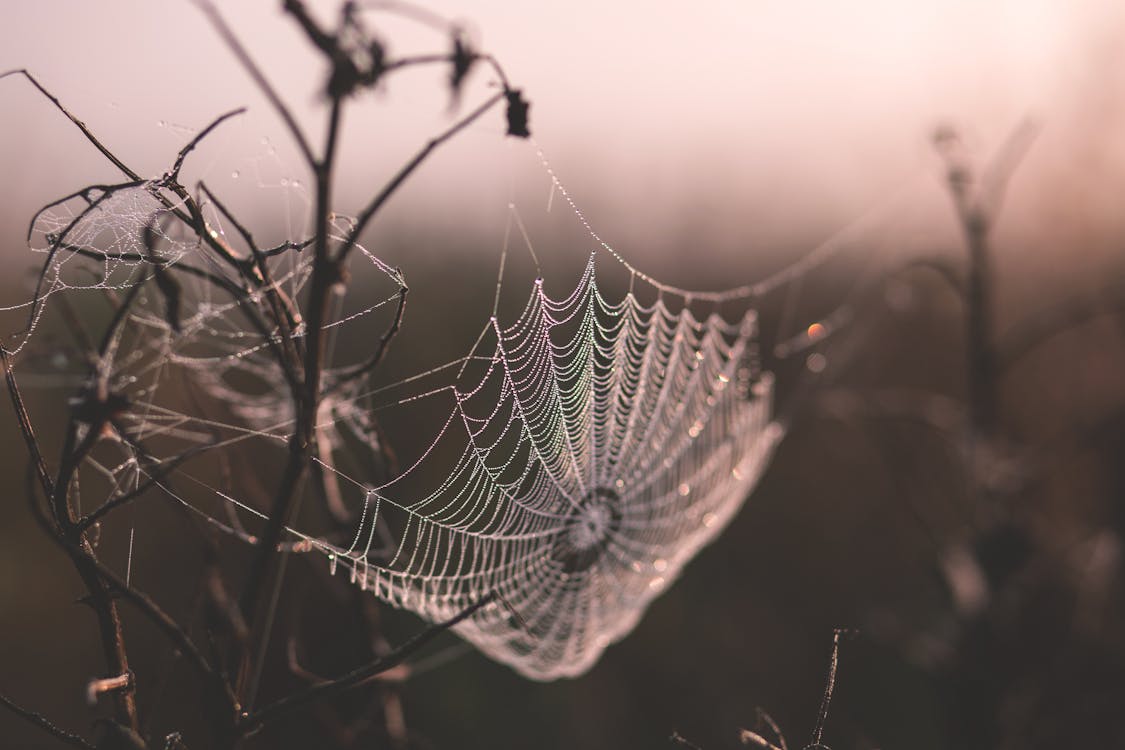 無料 ウェブ, クモの巣, ハロウィンの無料の写真素材 写真素材