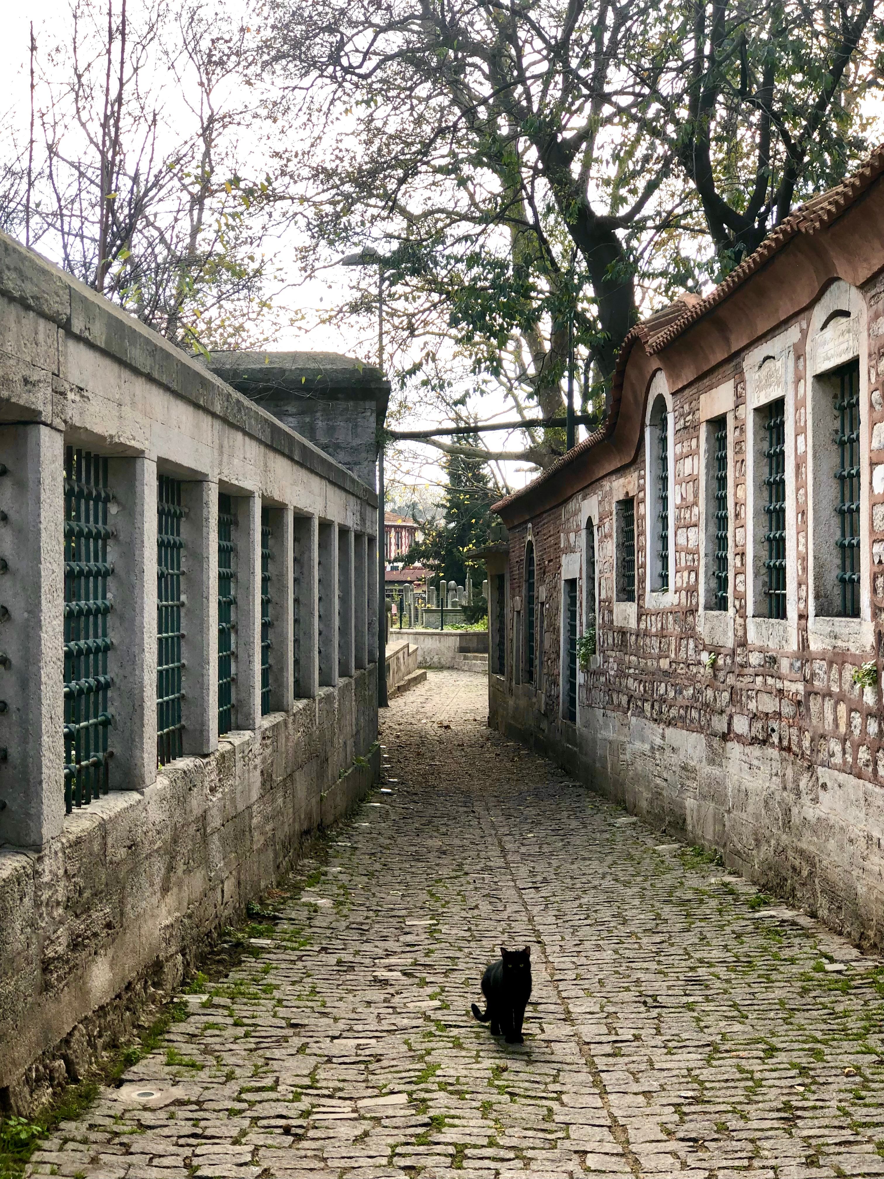 Black Cat in an Alley · Free Stock Photo