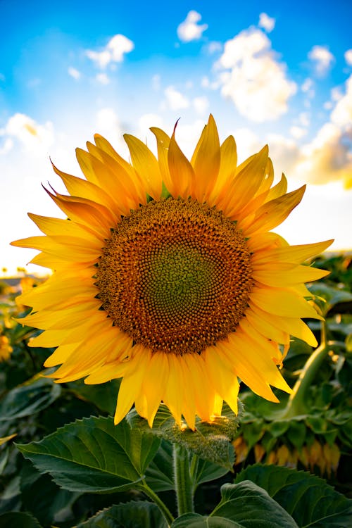 Close-Up Shot of a Sunflower