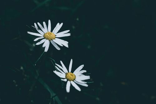 Free A detailed close-up of white daisies with yellow centers set against a dark background, creating a moody floral scene. Stock Photo