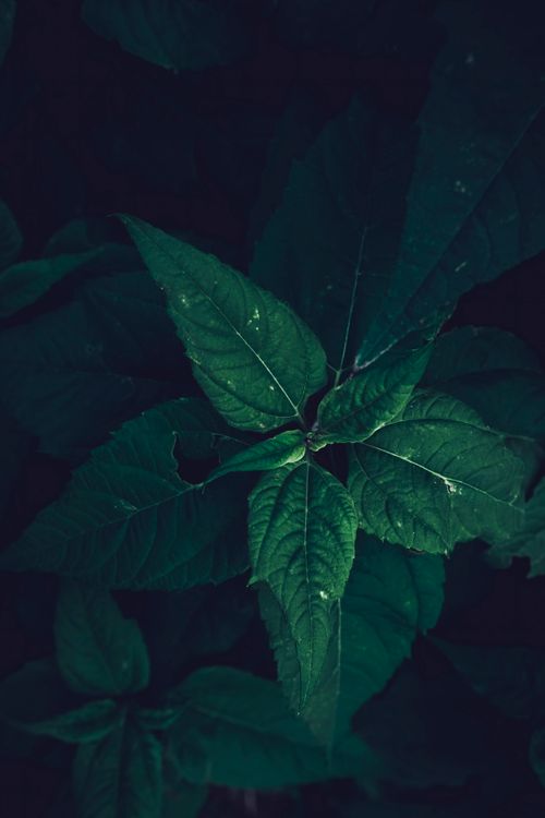 Free Intimate view of vibrant green leaves with a dramatic moody lighting effect. Stock Photo