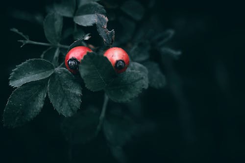 Photos gratuites de baies rouges, beauté naturelle, branche