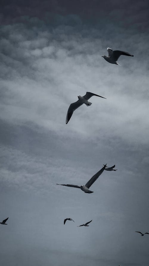 birds_flying, 一群鳥, 低角度拍攝 的 免费素材图片