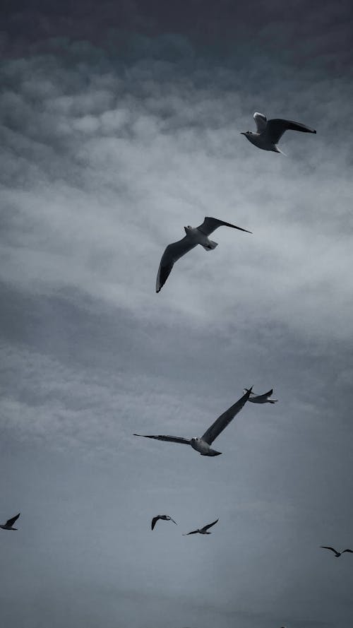 Flock of Birds Flying in the Sky