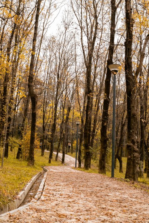 Free Beautiful autumn forest pathway lined with tall trees and fallen leaves, exuding peace and tranquility. Stock Photo