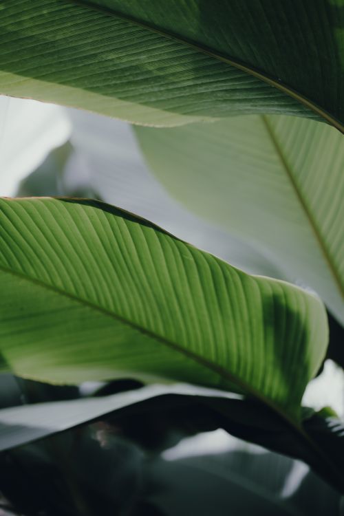 Free Close-up of vibrant green leaves with natural shadows, showcasing detailed texture and growth. Stock Photo