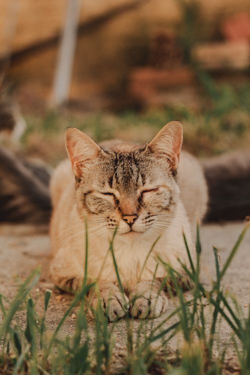 Free A serene domestic cat resting with eyes closed on grassy ground. Ideal for nature and pet themes. Stock Photo