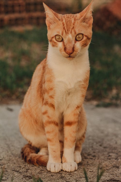 orange and white tabby cat with amber eyes