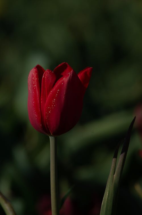 Imagine de stoc gratuită din flori frumoase, lalele, natură