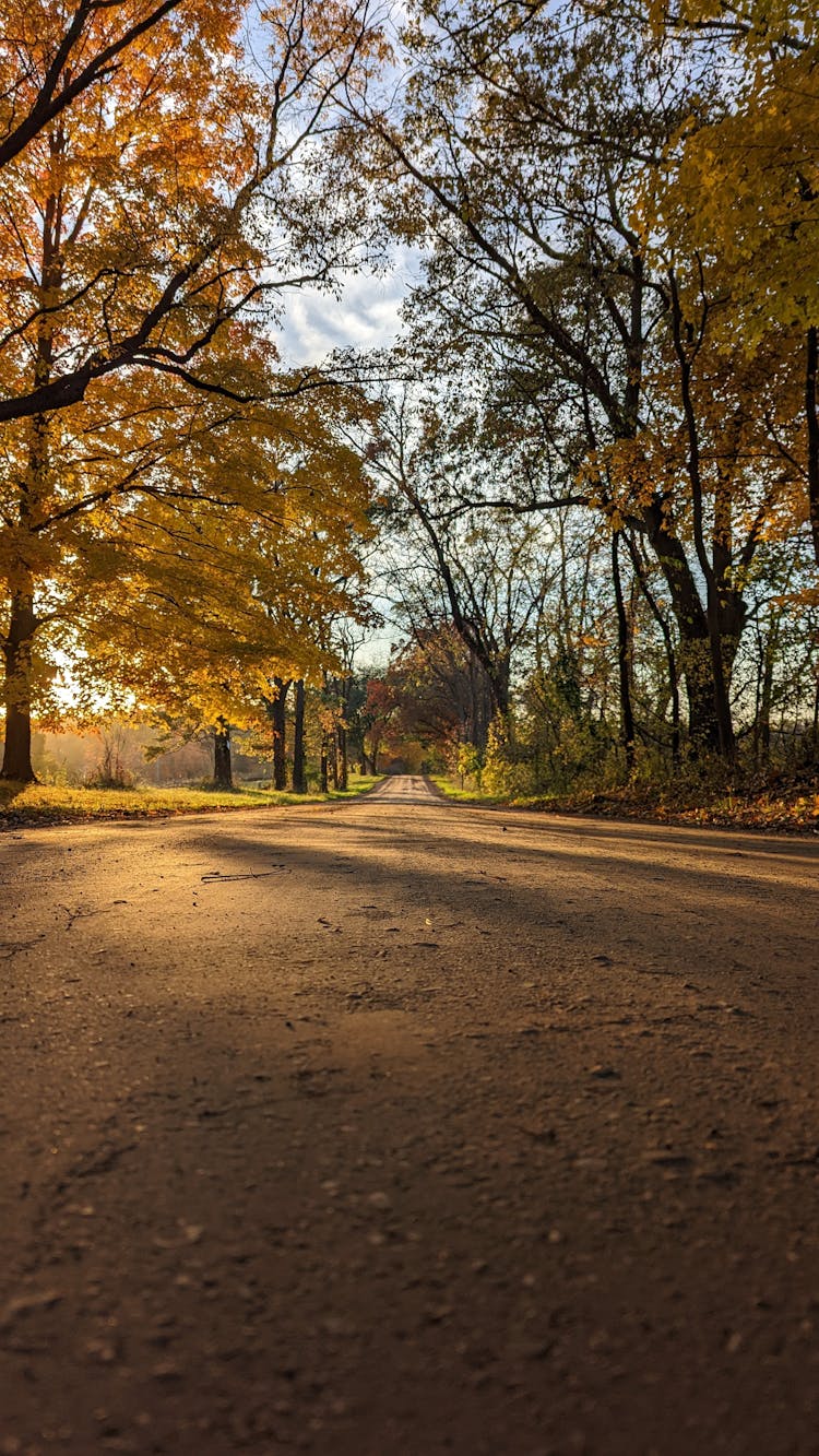 Treelined Dirt Road In Autumn