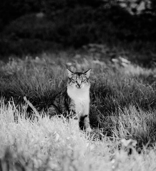 Graceful black and white photo of a cat sitting in tall grass, exuding elegance.