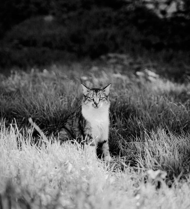 Cat In Tall Grass