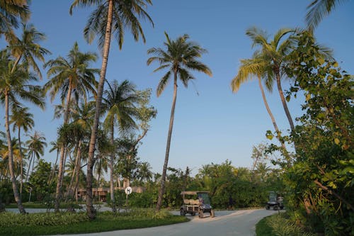 Scenic Landscape of a Tropical Resort with Palm Trees