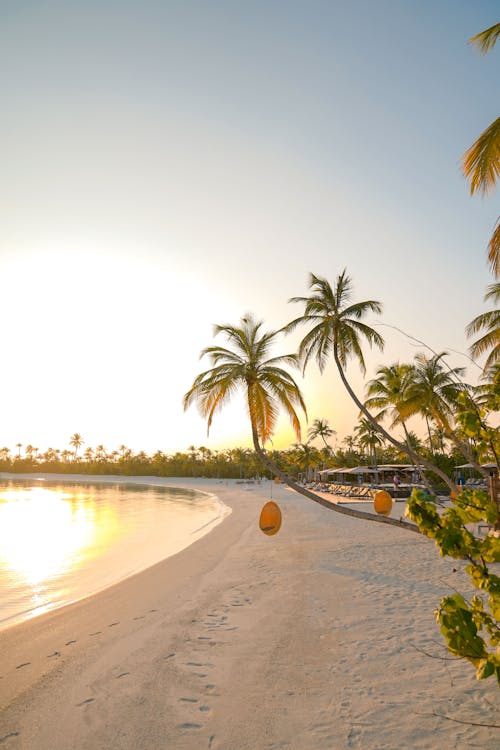 Palm Trees on Beach at Sunset