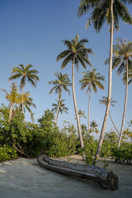 Fotobanka s bezplatnými fotkami na tému fotografia prírody, kokosové palmy, log dreva