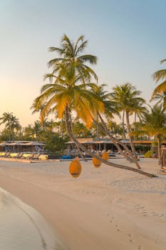 Serene beach with palm trees and hanging swings at sunset, ideal for relaxation and tranquility.