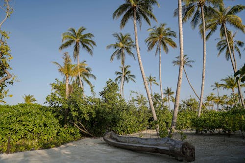 天性, 棕櫚樹, 樹叢 的 免費圖庫相片